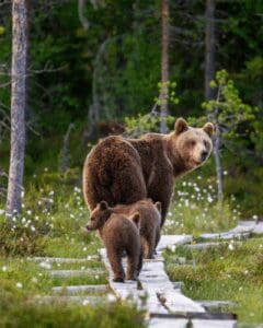 HAL_HERO Travellers on an Alaska fly cruise holidays can hope to see bears in the wild